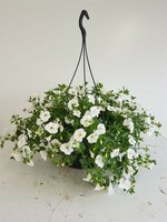 petunia 'million bells' mix hangpot p27 - afbeelding 2