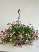 petunia 'million bells' mix hangpot p27 - afbeelding 3