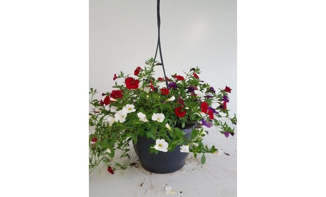 Petunia Millionbels, hangpot 23 cm - afbeelding 1