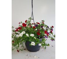 Petunia Millionbels, hangpot 23 cm - afbeelding 1