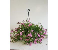 Petunia Millionbels, hangpot 23 cm - afbeelding 2