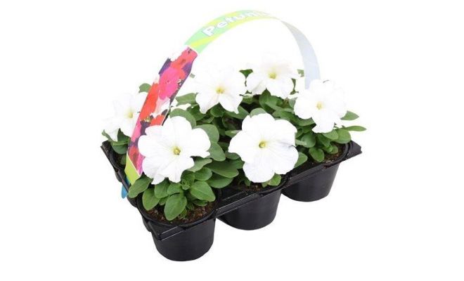 Petunia wit 6p