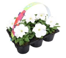 Petunia wit 6p