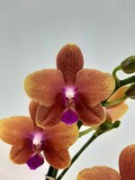 Phalaenopsis  'Ant Bolgheri, pot 12 cm, h 50 cm - afbeelding 2