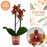 Phalaenopsis  'Ant Bolgheri, pot 12 cm, h 50 cm - afbeelding 1