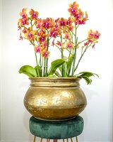 Phalaenopsis  'Ant Bolgheri, pot 12 cm, h 50 cm - afbeelding 3