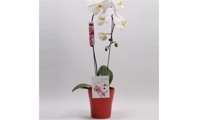 Phalaenopsis Elegant Cascade, pot 12 cm
