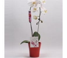 Phalaenopsis Elegant Cascade, pot 12 cm