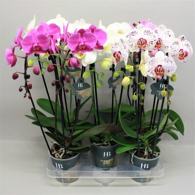 Phalaenopsis  'Elegant Cascade, pot 12 cm, h 50 cm