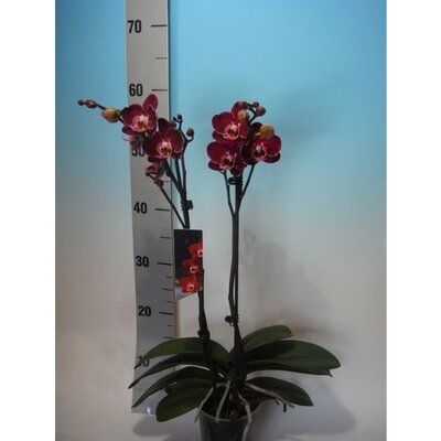 phalaenopsis  elegant debora, p12 h60 - afbeelding 1