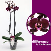 phalaenopsis  elegant debora, p12 h60 - afbeelding 2