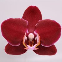 phalaenopsis  elegant debora, p12 h60 - afbeelding 3