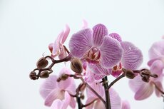 Phalaenopsis  'FC Heroes' pot 12 cm, h 55 cm - afbeelding 2