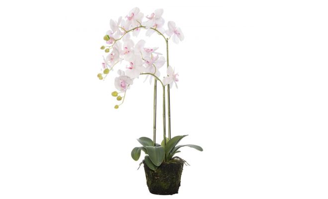 Phalaenopsis i/pot 52cm lichtroze