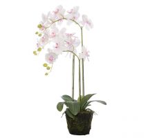 Phalaenopsis i/pot 52cm lichtroze
