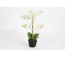 Phalaenopsis mini, h 38 cm