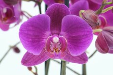 Phalaenopsis multi FC Night Shif, p 12, h 45 cm - afbeelding 4