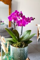 Phalaenopsis multi FC Night Shif, p 12, h 45 cm - afbeelding 3