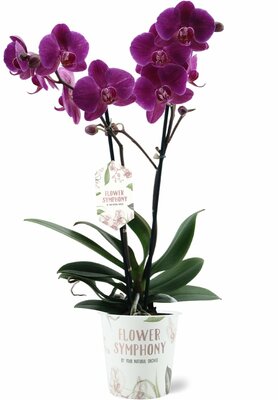 Phalaenopsis multi FC Night Shif, p 12, h 45 cm - afbeelding 1