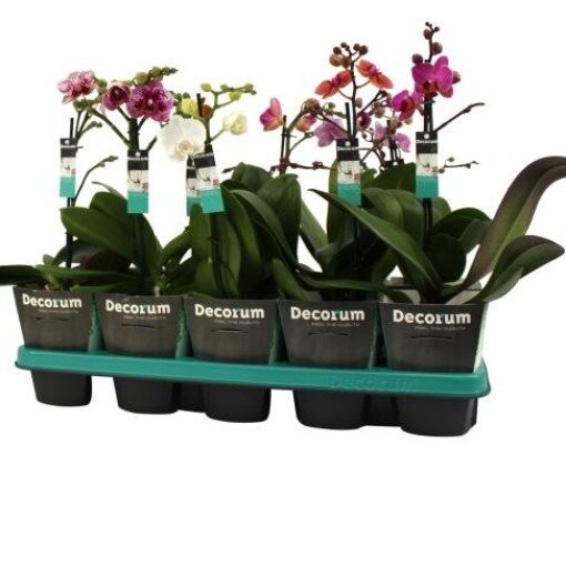 Phalaenopsis multi mix, pot 12 cm, h 45 cm