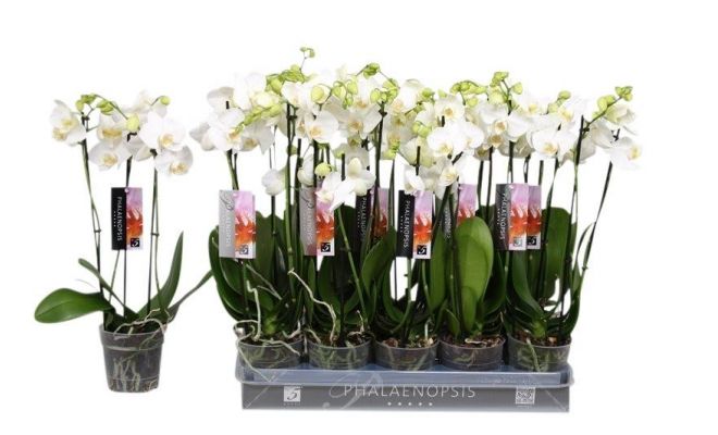 Phalaenopsis multi Wit 2-tak P12