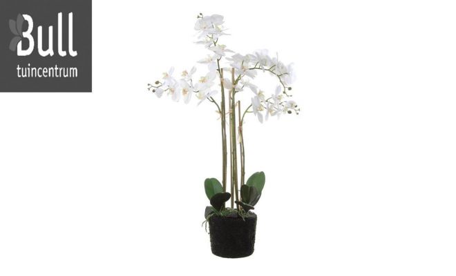 Phalaenopsis op kluit h70cm cerise