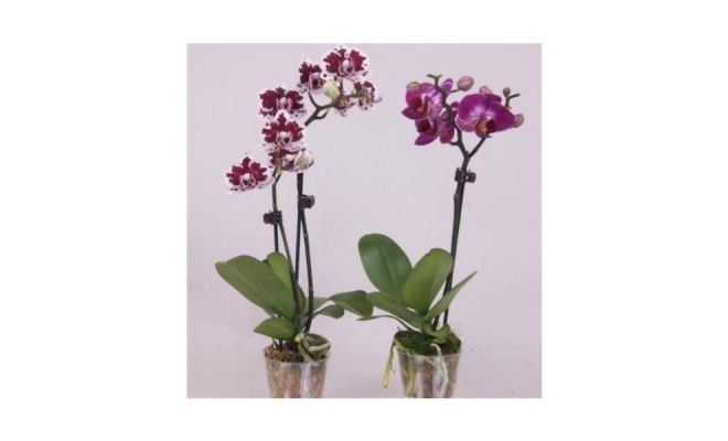 Phalaenopsis, paars, pot 12 cm, h 55 cm
