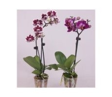 Phalaenopsis, paars, pot 12 cm, h 55 cm