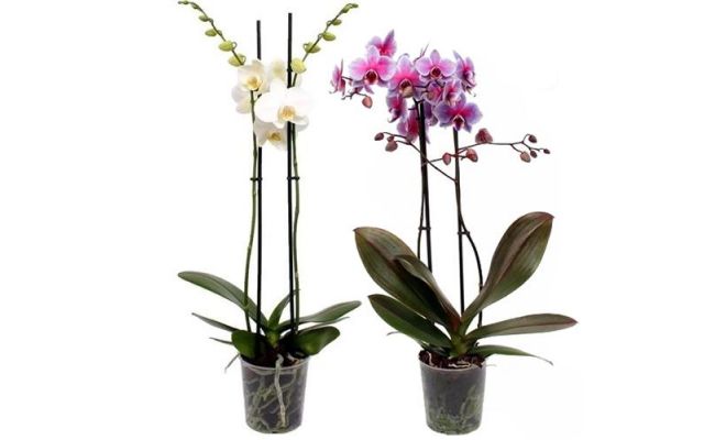 Phalaenopsis, pot 12 cm, meerdere variaties