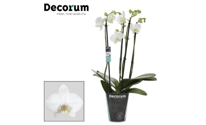 Phalaenopsis   ...white, pot 12 cm, h 60 cm