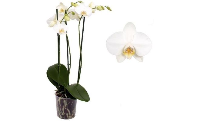 Phalaenopsis Willd White, pot 12 cm