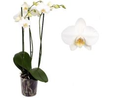 Phalaenopsis Willd White, pot 12 cm