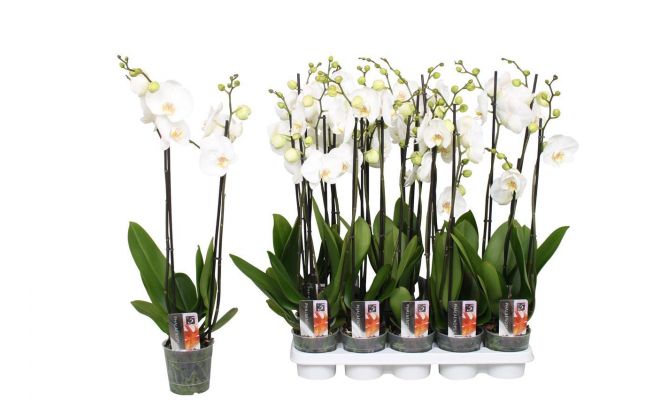 Phalaenopsis, wit, pot 12 cm, h 55 cm