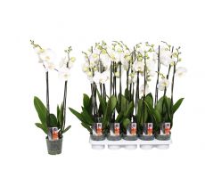 Phalaenopsis, wit, pot 12 cm, h 55 cm