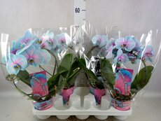 Phalaenopsis wonder of nature ,pot 12 cm, h 45 cm