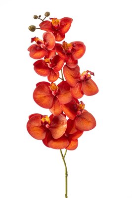 Phalaenopsissteel, 95 cm, oranje