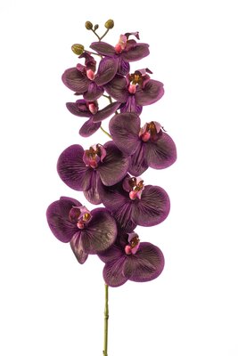 Phalaenopsissteel, 95 cm, paars