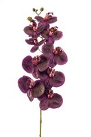 Phalaenopsissteel, 95 cm, paars