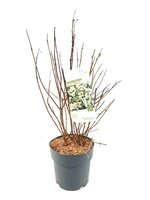 Philadelphus pur. Belle Etoile, pot 23 cm, h 55 cm - afbeelding 1