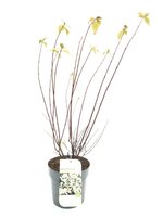 Philadelphus pur. Belle Etoile, pot 23 cm, h 55 cm - afbeelding 2