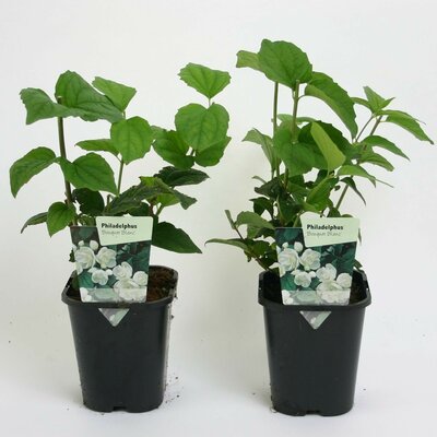 Philadelphus 'Virginal, pot 17 cm