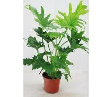 Philodendron bipinn. 'Little Hope, pot 17 cm, h 60 cm