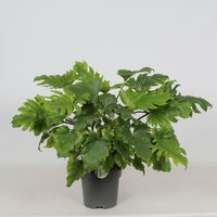 Philodendron Bipinnatifidum Little Hope(Gatenplant) - afbeelding 2