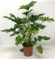 Philodendron Bipinnatifidum Little Hope(Gatenplant) - afbeelding 3