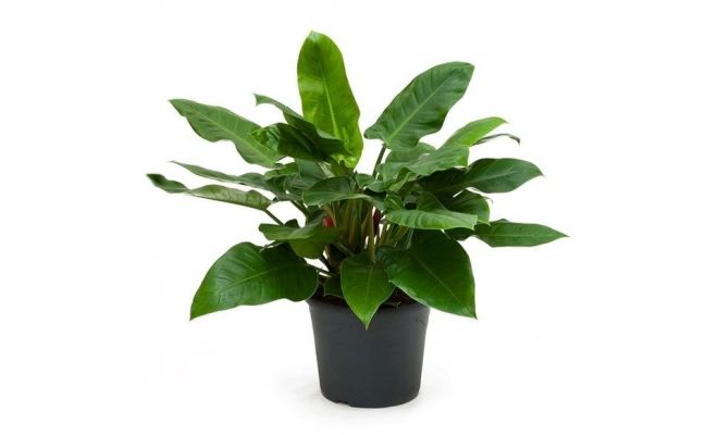 Philodendron Imperial Green(Gatenplant), pot 19 cm, h 70 cm - afbeelding 1