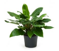 Philodendron Imperial Green(Gatenplant), pot 19 cm, h 70 cm - afbeelding 2