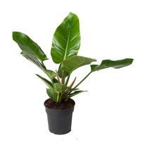 Philodendron Imperial Green(Gatenplant), pot 19 cm, h 70 cm - afbeelding 2