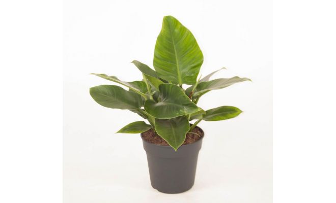 Philodendron Imperial Green (Gatenplant), pot 24 cm, h 60 cm