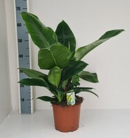 Philodendron 'Imperial Green, pot 19 cm, h 60 cm