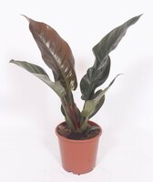 Philodendron Imperial Red (Gatenplant), pot 24 cm, h 80 cm - afbeelding 3
